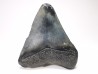 Dent de requin: Carcharodon megalodon, Miocène (USA)
