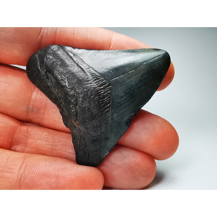 Dent de requin: Carcharodon megalodon, Miocène (USA)