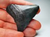 shark teeth: Carcharodon megalodon - Miocene (USA)