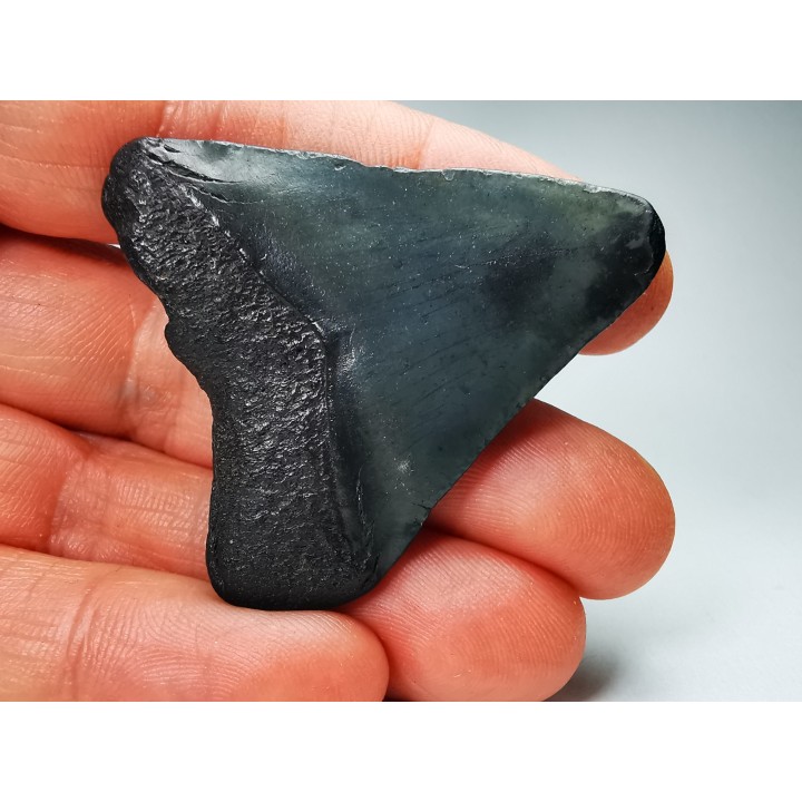 Dent de requin: Carcharodon megalodon, Miocène (USA)