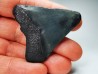 shark teeth: Carcharodon megalodon - Miocene (USA)