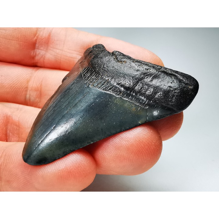 Dent de requin: Carcharodon megalodon, Miocène (USA)