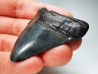 shark teeth: Carcharodon megalodon - Miocene (USA)