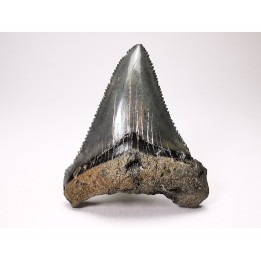 shark teeth: Carcharodon megalodon - Miocene (USA)
