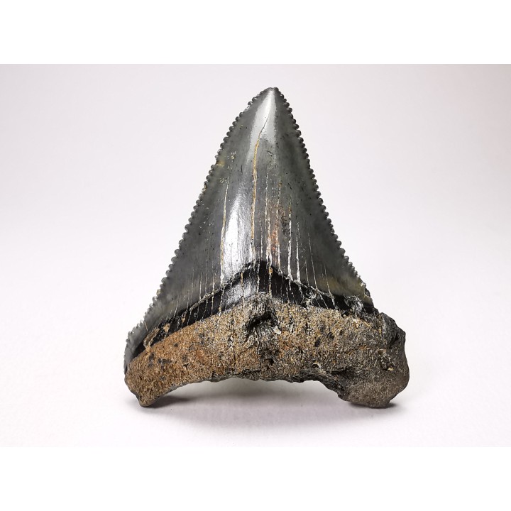 Dent de requin: Carcharodon megalodon, Miocène (USA)