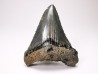 shark teeth: Carcharodon megalodon - Miocene (USA)