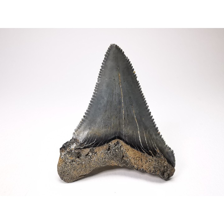shark teeth: Carcharodon megalodon - Miocene (USA)