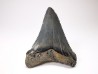 Dent de requin: Carcharodon megalodon, Miocène (USA)