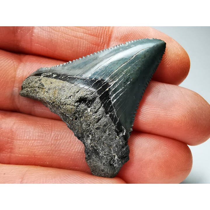 shark teeth: Carcharodon megalodon - Miocene (USA)