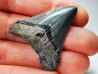 shark teeth: Carcharodon megalodon - Miocene (USA)