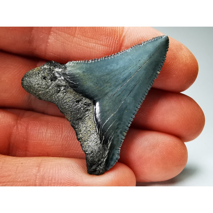 shark teeth: Carcharodon megalodon - Miocene (USA)
