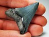 Dent de requin: Carcharodon megalodon, Miocène (USA)
