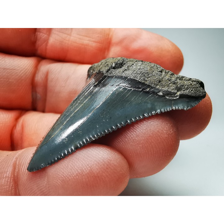 shark teeth: Carcharodon megalodon - Miocene (USA)
