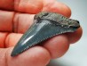 shark teeth: Carcharodon megalodon - Miocene (USA)