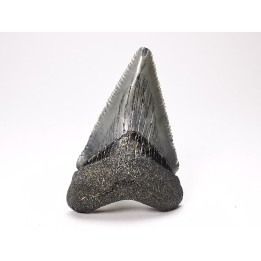 shark teeth: Carcharodon megalodon - Miocene (USA)