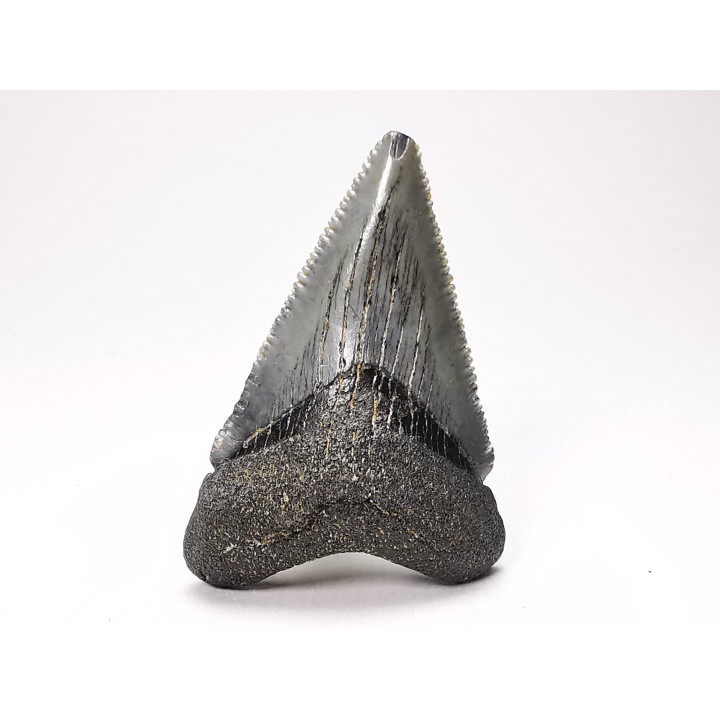 shark teeth: Carcharodon megalodon - Miocene (USA)