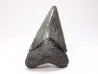 Dent de requin: Carcharodon megalodon, Miocène (USA)