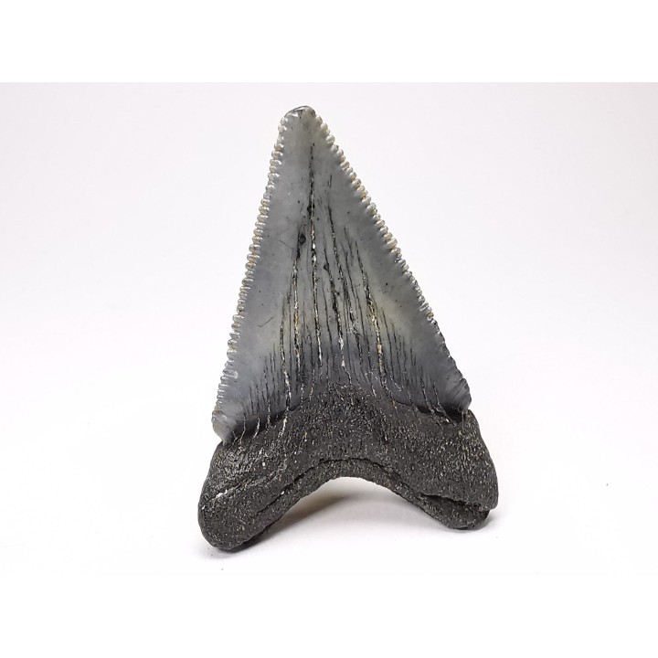 Dent de requin: Carcharodon megalodon, Miocène (USA)