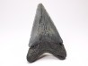 shark teeth: Carcharodon megalodon - Miocene (USA)