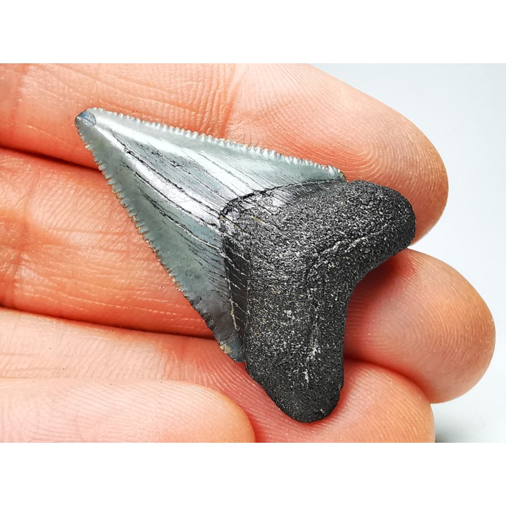 Dent de requin: Carcharodon megalodon, Miocène (USA)