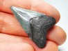 Dent de requin: Carcharodon megalodon, Miocène (USA)