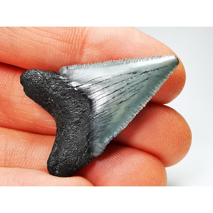 shark teeth: Carcharodon megalodon - Miocene (USA)
