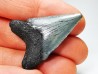 shark teeth: Carcharodon megalodon - Miocene (USA)