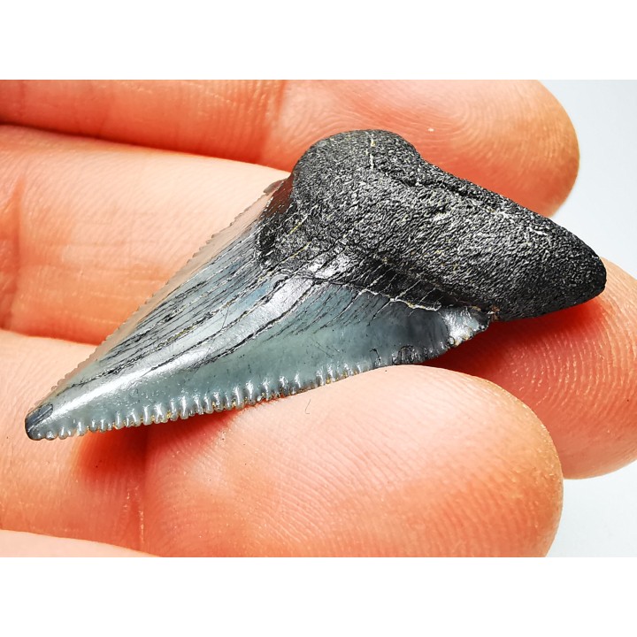 shark teeth: Carcharodon megalodon - Miocene (USA)