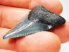 Dent de requin: Carcharodon megalodon, Miocène (USA)