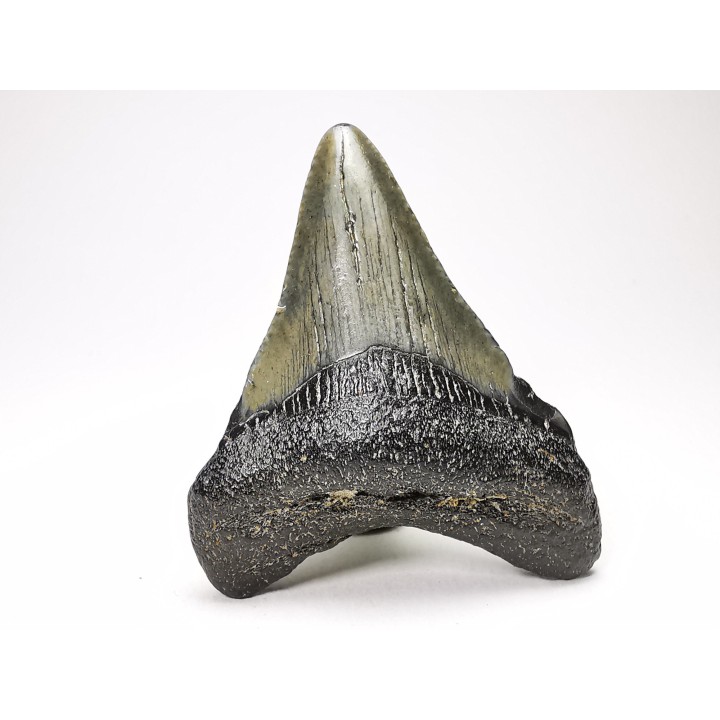 Dent de requin: Carcharodon megalodon, Miocène (USA)