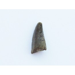 dinosaur tooth Razanandrongobe  sakalavae   