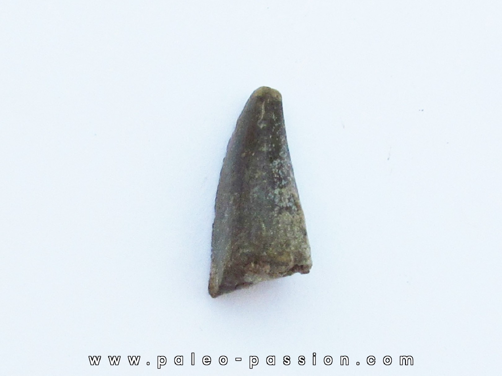 dinosaur tooth Razanandrongobe sakalavae