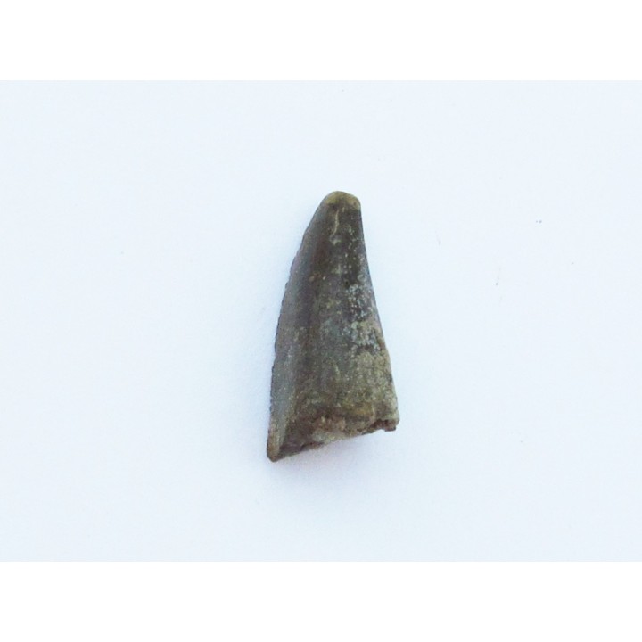 dinosaur tooth Razanandrongobe  sakalavae   