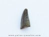 dinosaur tooth Razanandrongobe sakalavae