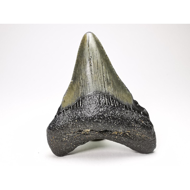 Dent de requin: Carcharodon megalodon, Miocène (USA)
