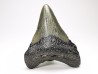 Dent de requin: Carcharodon megalodon, Miocène (USA)