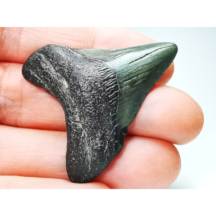 Dent de requin: Carcharodon megalodon, Miocène (USA)