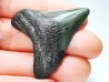 Dent de requin: Carcharodon megalodon, Miocène (USA)