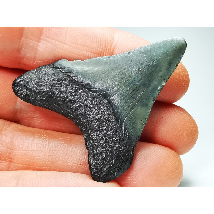 shark teeth: Carcharodon megalodon - Miocene (USA)