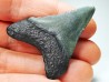 shark teeth: Carcharodon megalodon - Miocene (USA)