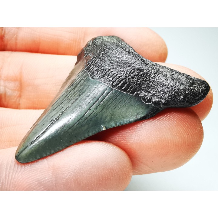 shark teeth: Carcharodon megalodon - Miocene (USA)