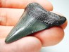 shark teeth: Carcharodon megalodon - Miocene (USA)