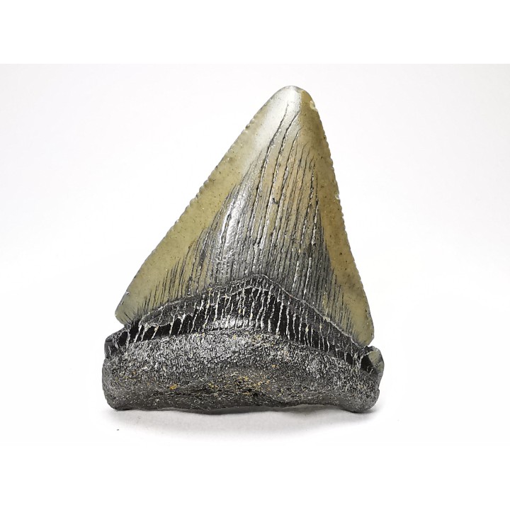 shark teeth: Carcharodon megalodon - Miocene (USA)