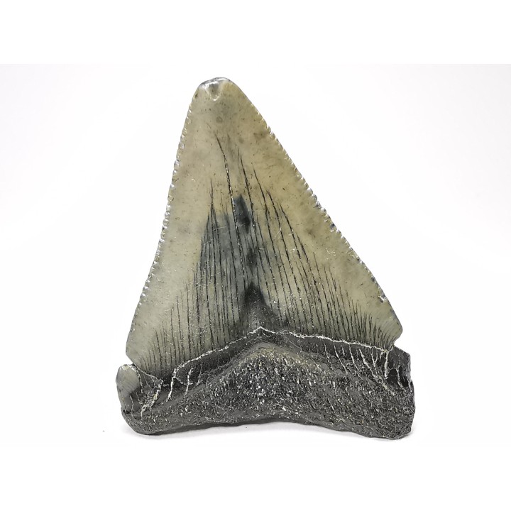 Dent de requin: Carcharodon megalodon, Miocène (USA)