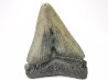 shark teeth: Carcharodon megalodon - Miocene (USA)
