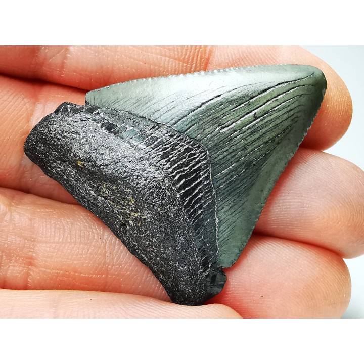 Dent de requin: Carcharodon megalodon, Miocène (USA)