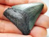 shark teeth: Carcharodon megalodon - Miocene (USA)
