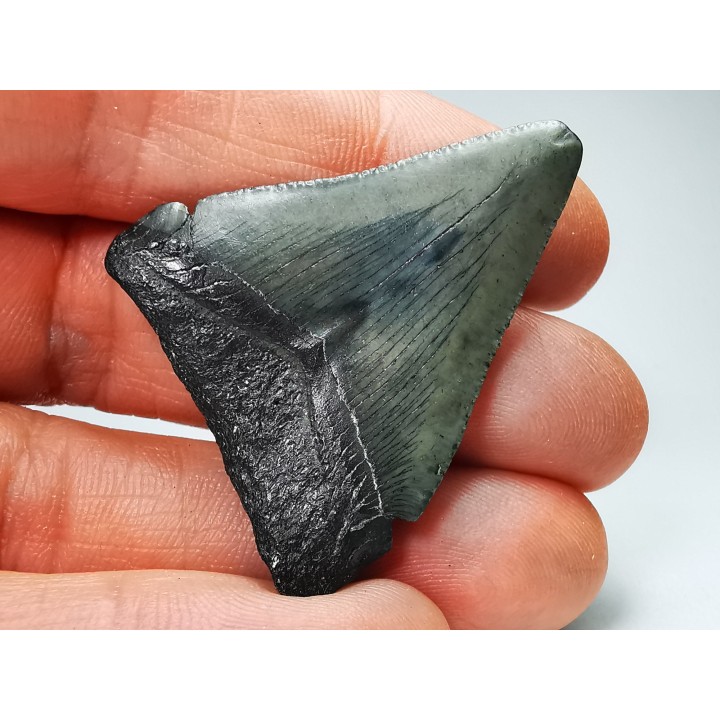 Dent de requin: Carcharodon megalodon, Miocène (USA)
