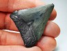 shark teeth: Carcharodon megalodon - Miocene (USA)