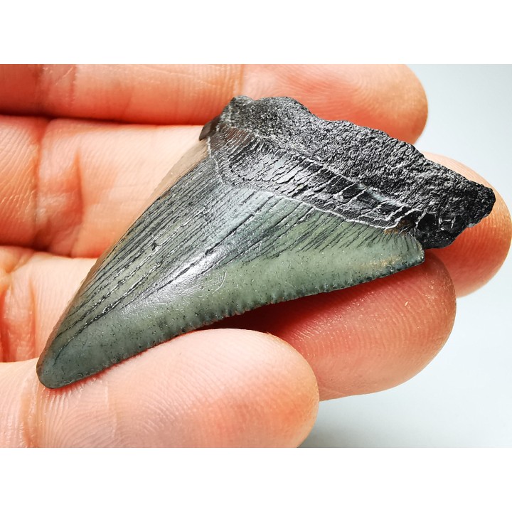 Dent de requin: Carcharodon megalodon, Miocène (USA)